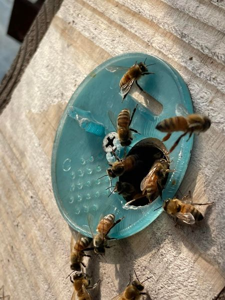メロンハウスが蜜蜂に占拠される！？