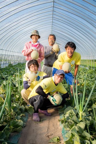 岸田農園メロン、たくさんのメロンを収穫中！