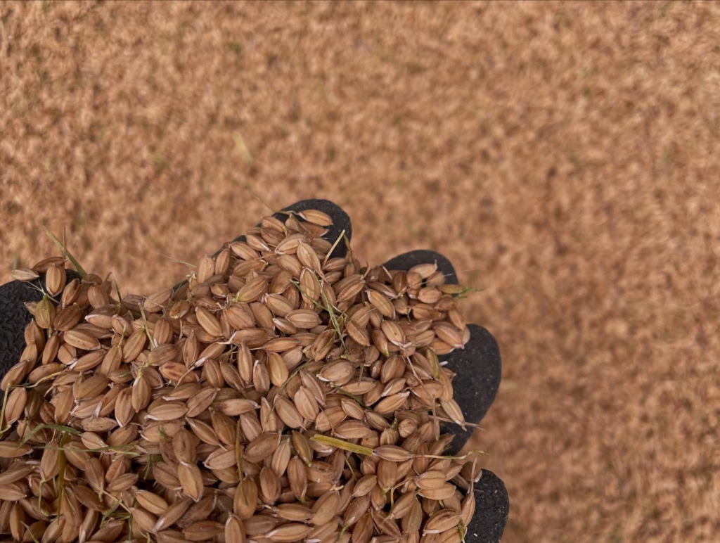 怒涛の９月が終了！岸田農園の稲刈りも終了しました！！