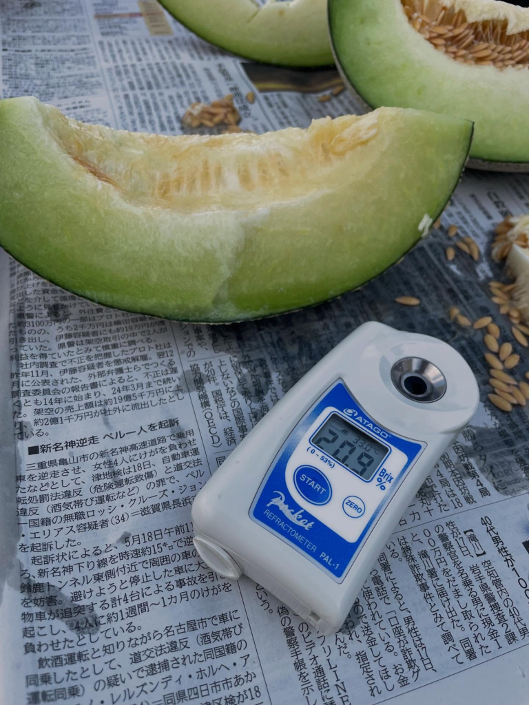 青肉メロン販売開始です!史上最高糖度がでた!?