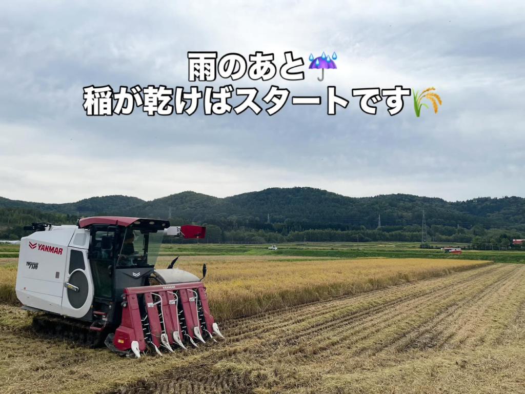 雨との闘い！？なかなか進まぬ収穫作業です…